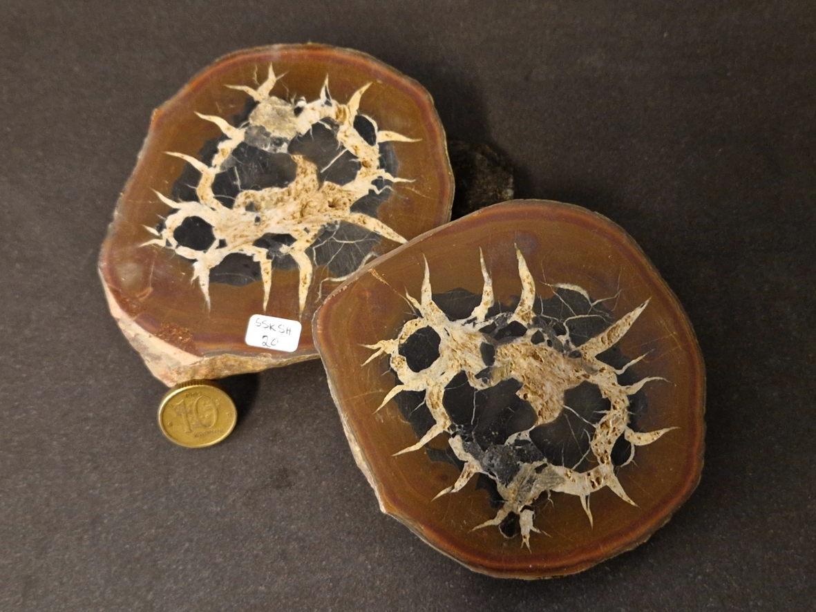 Septaria  Knölar / Nodules  - 2 delar
