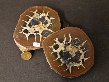 Septaria  Knölar / Nodules  - 2 delar