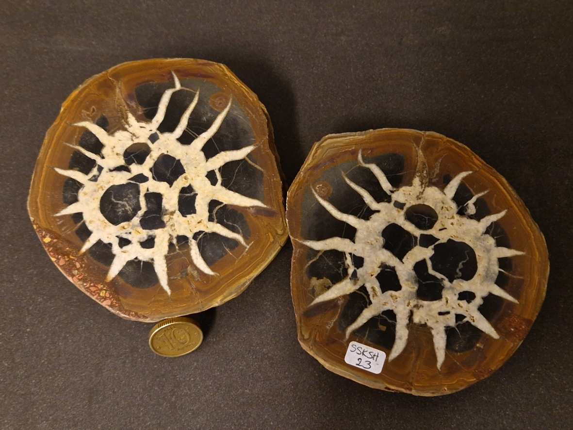 Septaria  Knölar / Nodules  - 2 delar