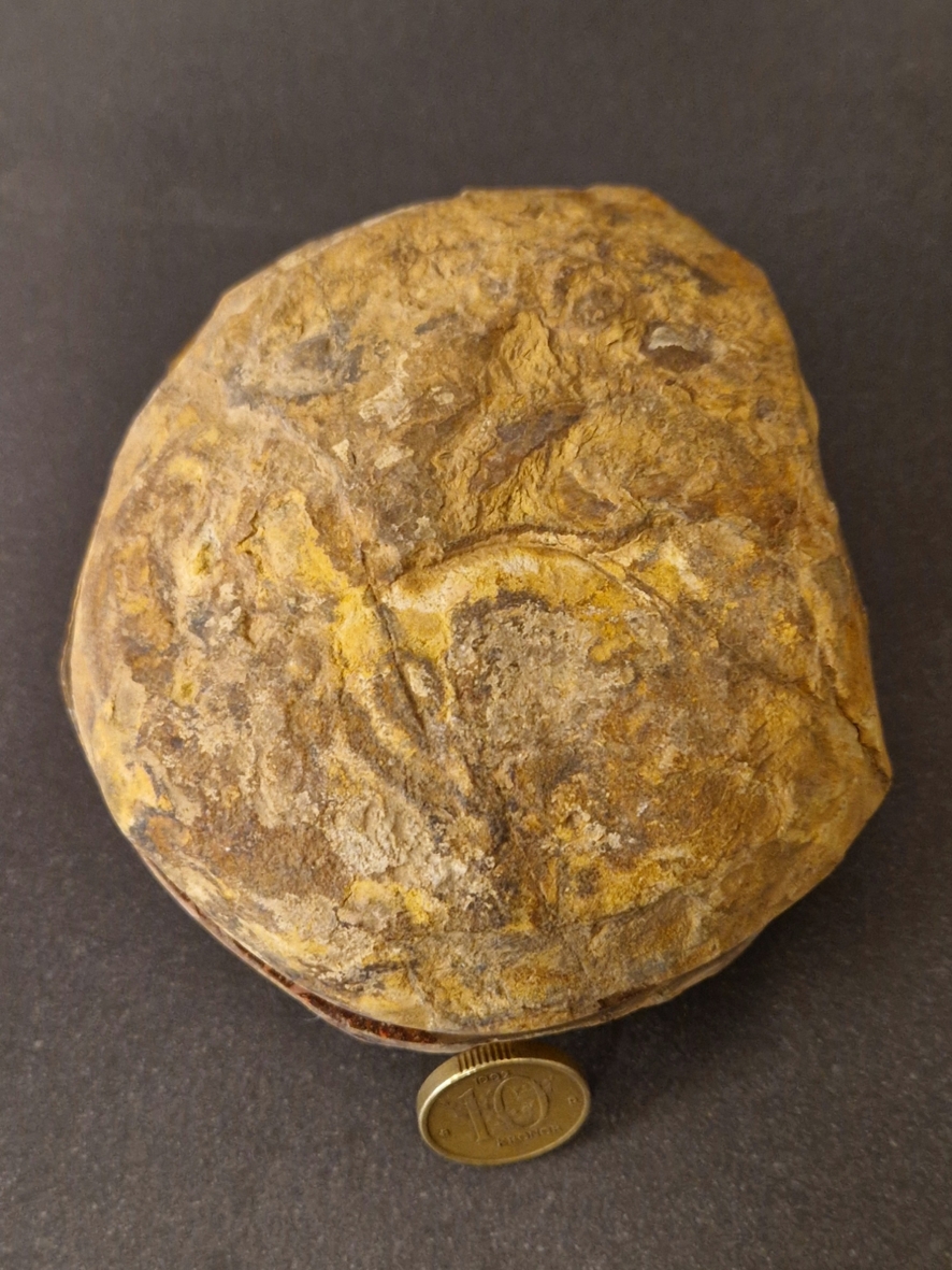 Septaria  Knölar / Nodules  - 2 delar - 2