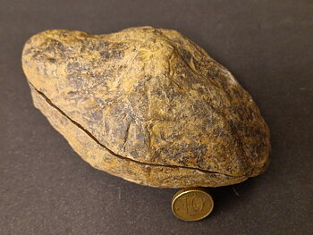 Septaria  Knölar / Nodules  - 2 delar
