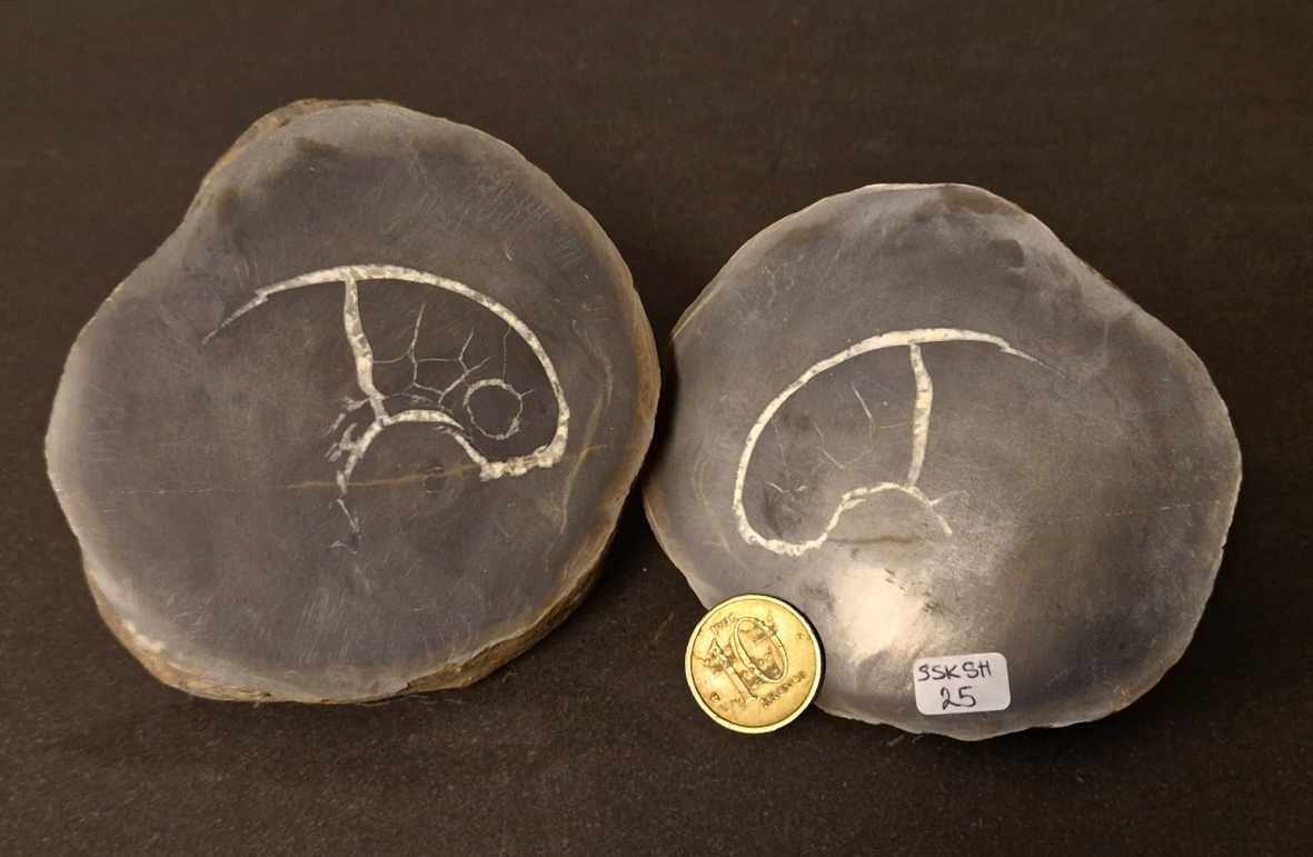 Septaria  Knölar / Nodules  - 2 delar