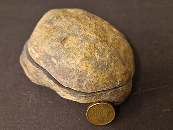 Septaria  Knölar / Nodules  - 2 delar