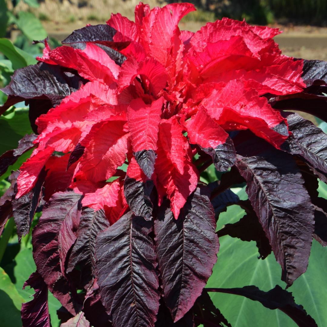 Papegojamarant - Early Splendour