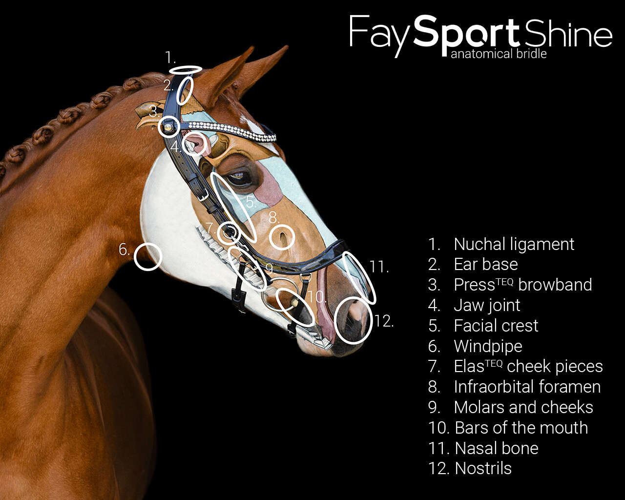 PresTeq FaySport Shine Anatomical Bridle - Black - 4