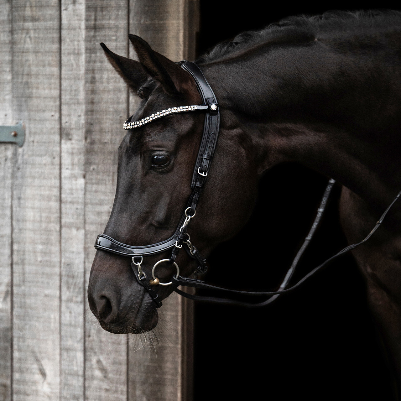 PresTeq FaySport Shine Anatomical Bridle - Black - 5