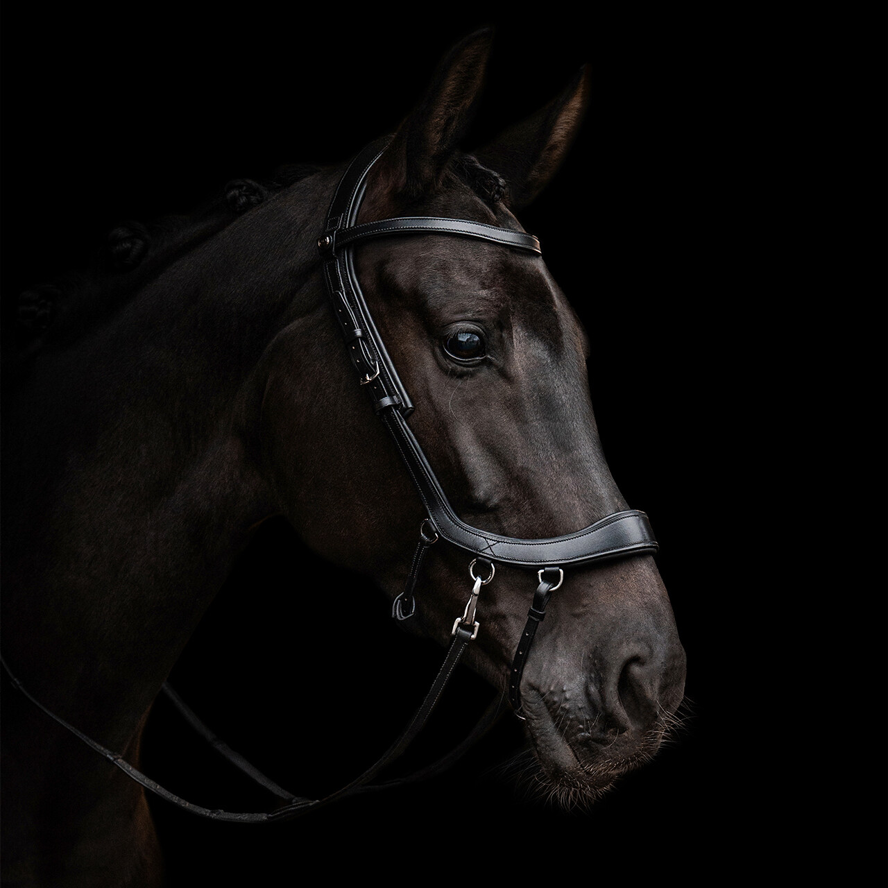 PresTeq FaySport Bitless Anatomical Bridle - Black - 6