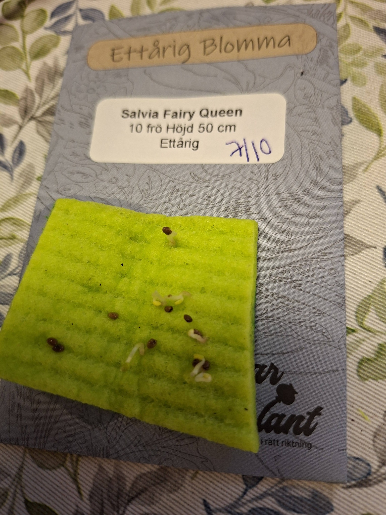 Sävar fröplant - Salvia Fairy Queen 10 frö