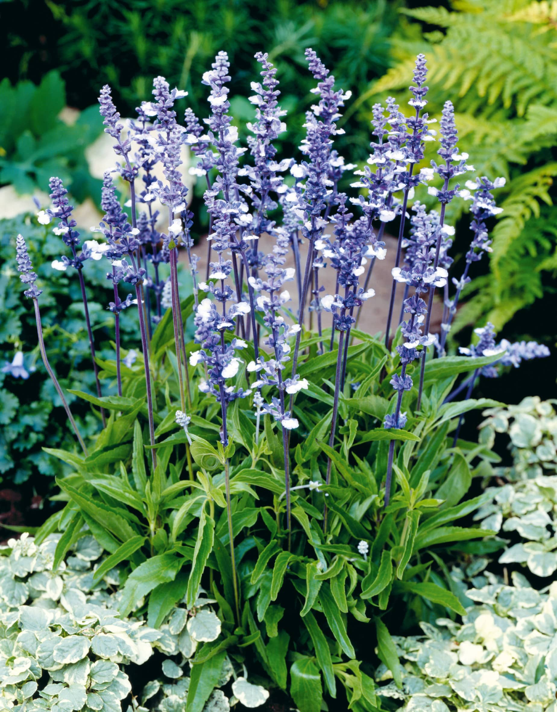 Sävar fröplant - Salvia Fairy Queen 10 frö