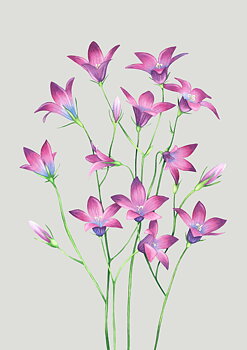 Fine art print "Ängsklocka" a4 / a3