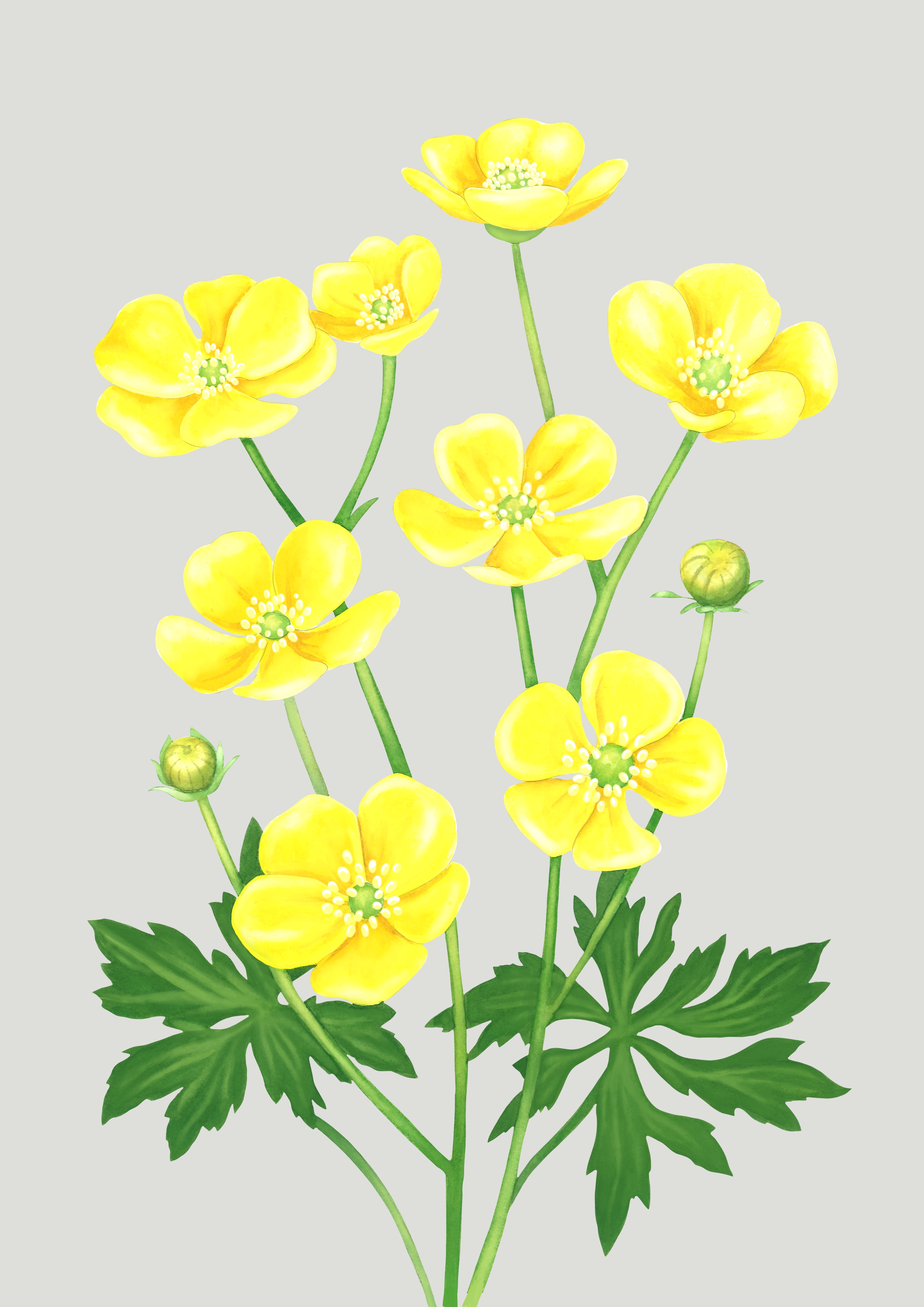 Fine art print "Smörblomma" a4 / a3