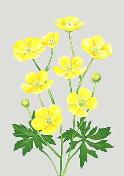Fine art print "Smörblomma" a4 / a3