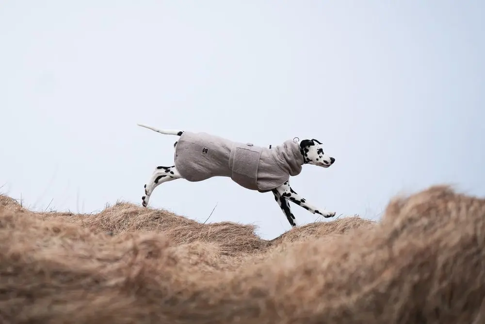 Non-Stop Drying Coat badrock torktäcke för din hund - 3