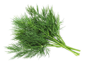 Dill  "Common"