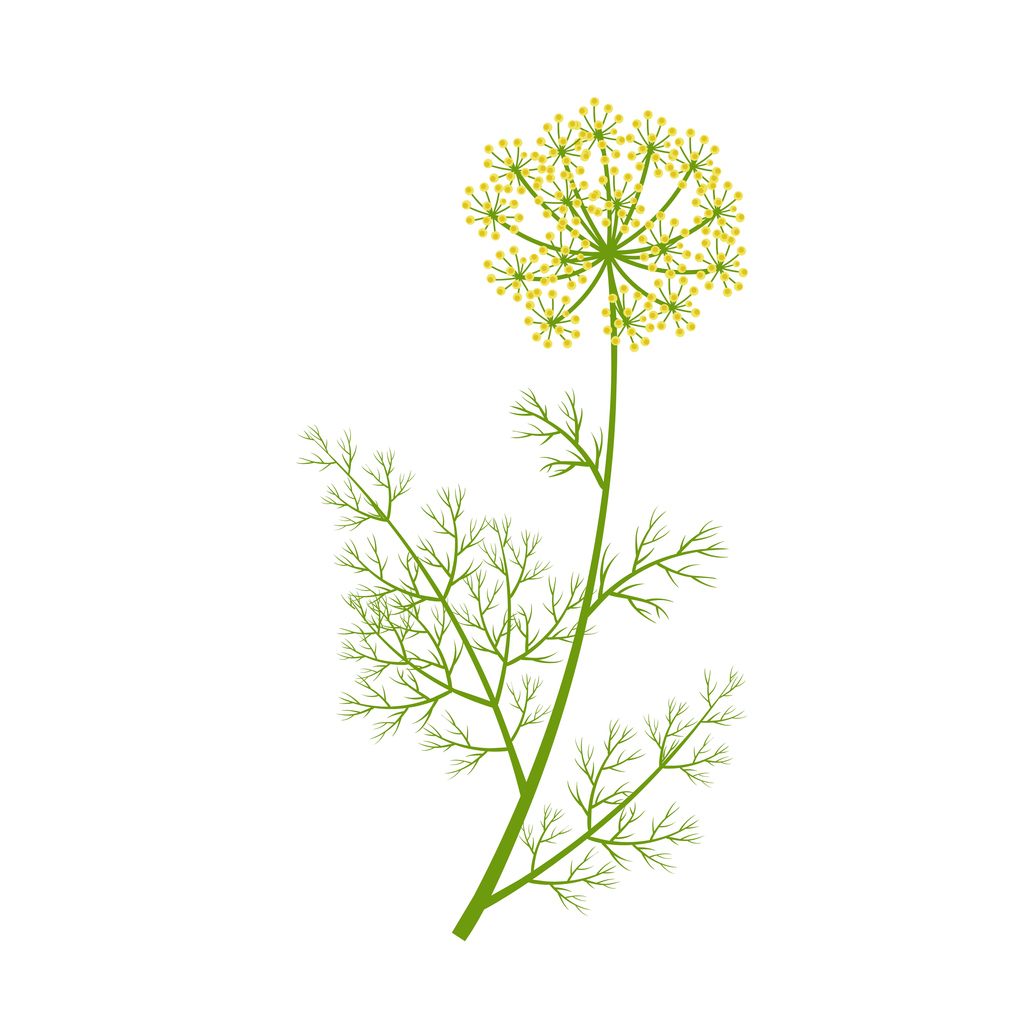 Dill  "Common" - 2