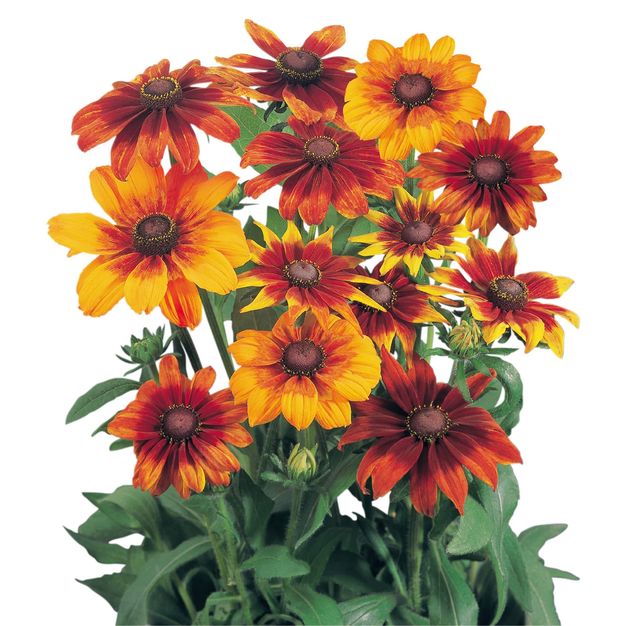 Rudbeckia  Autumn Colours 25 frö
