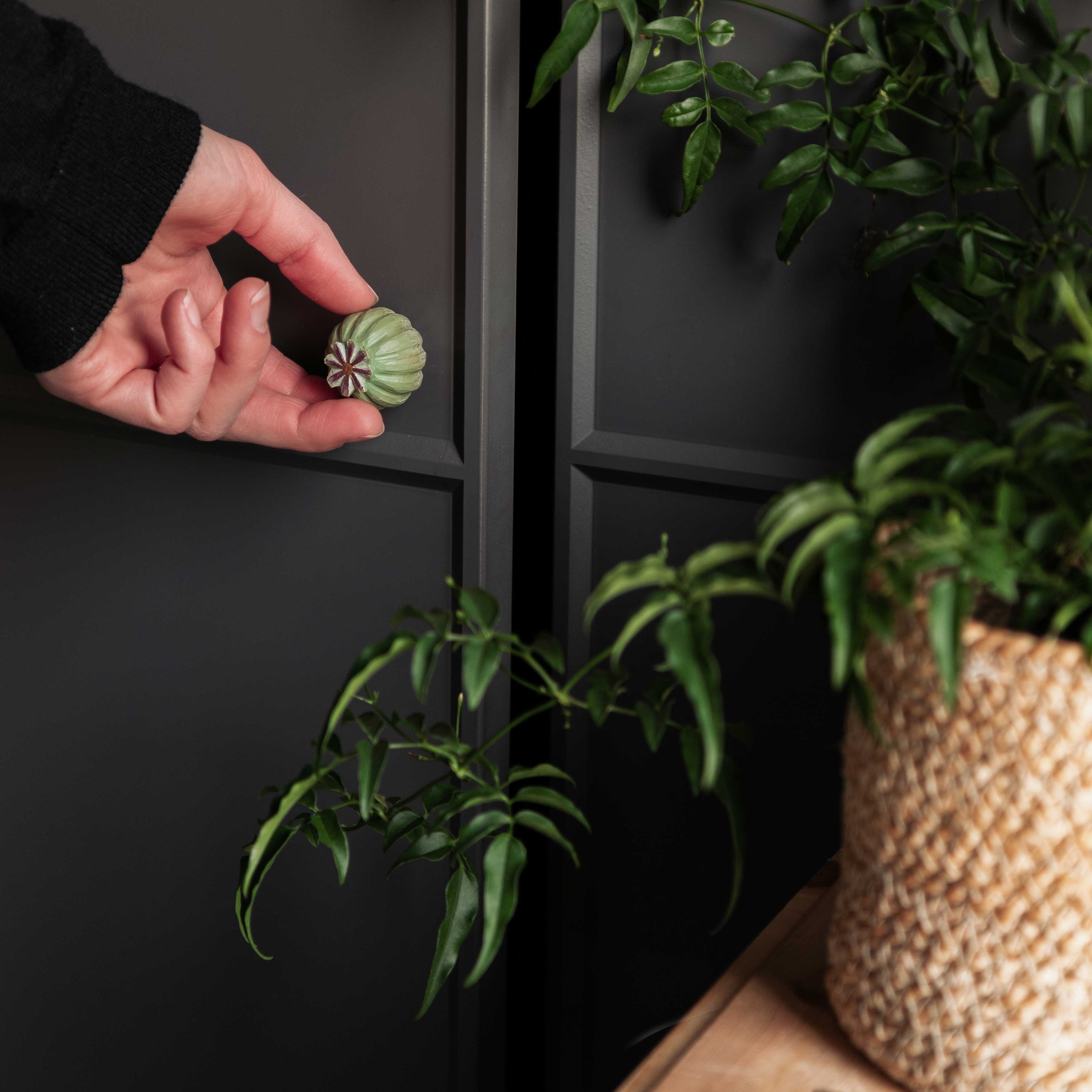 Bouton de meuble – Capsule de Pavot