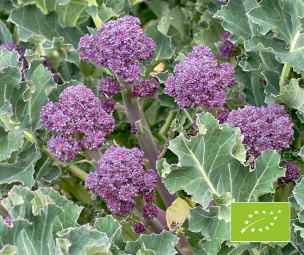 Broccoli (sparris) Lila (ekologisk) 10 frön - 2