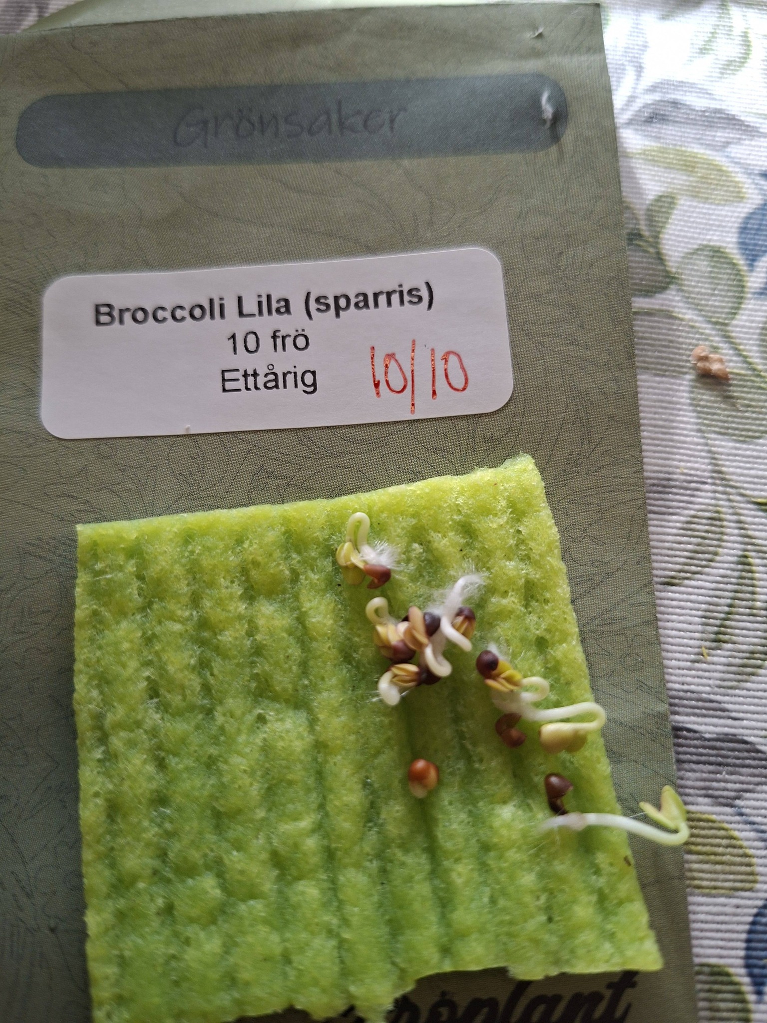 Broccoli (sparris) Lila (ekologisk) 10 frön - 3