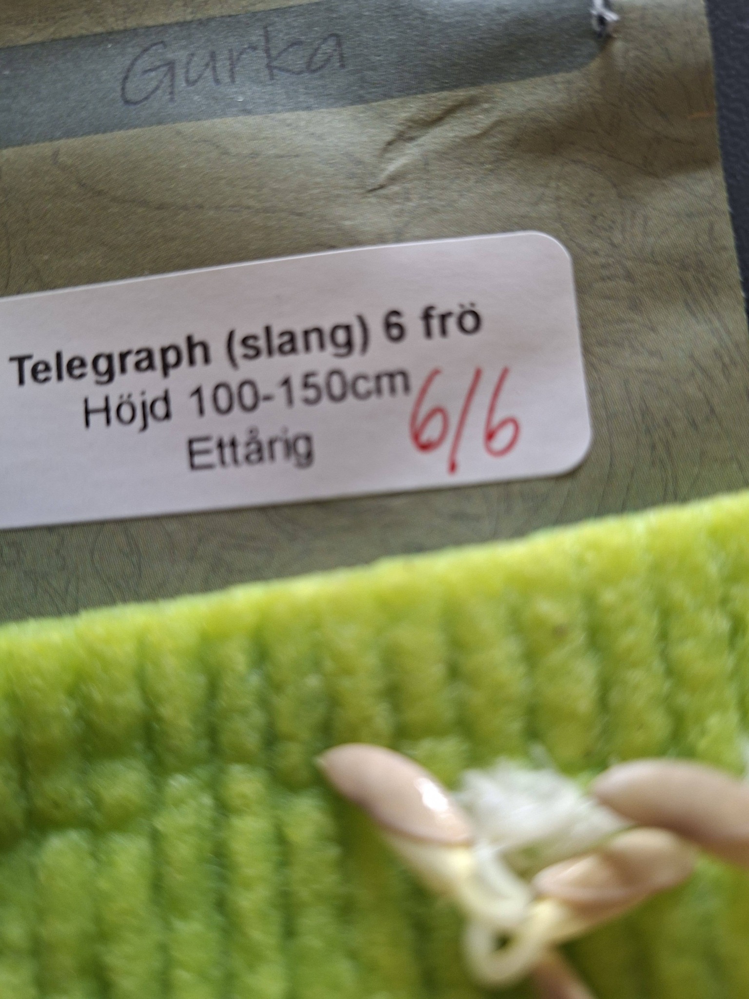 Gurka Telegraph  6  frö - 2