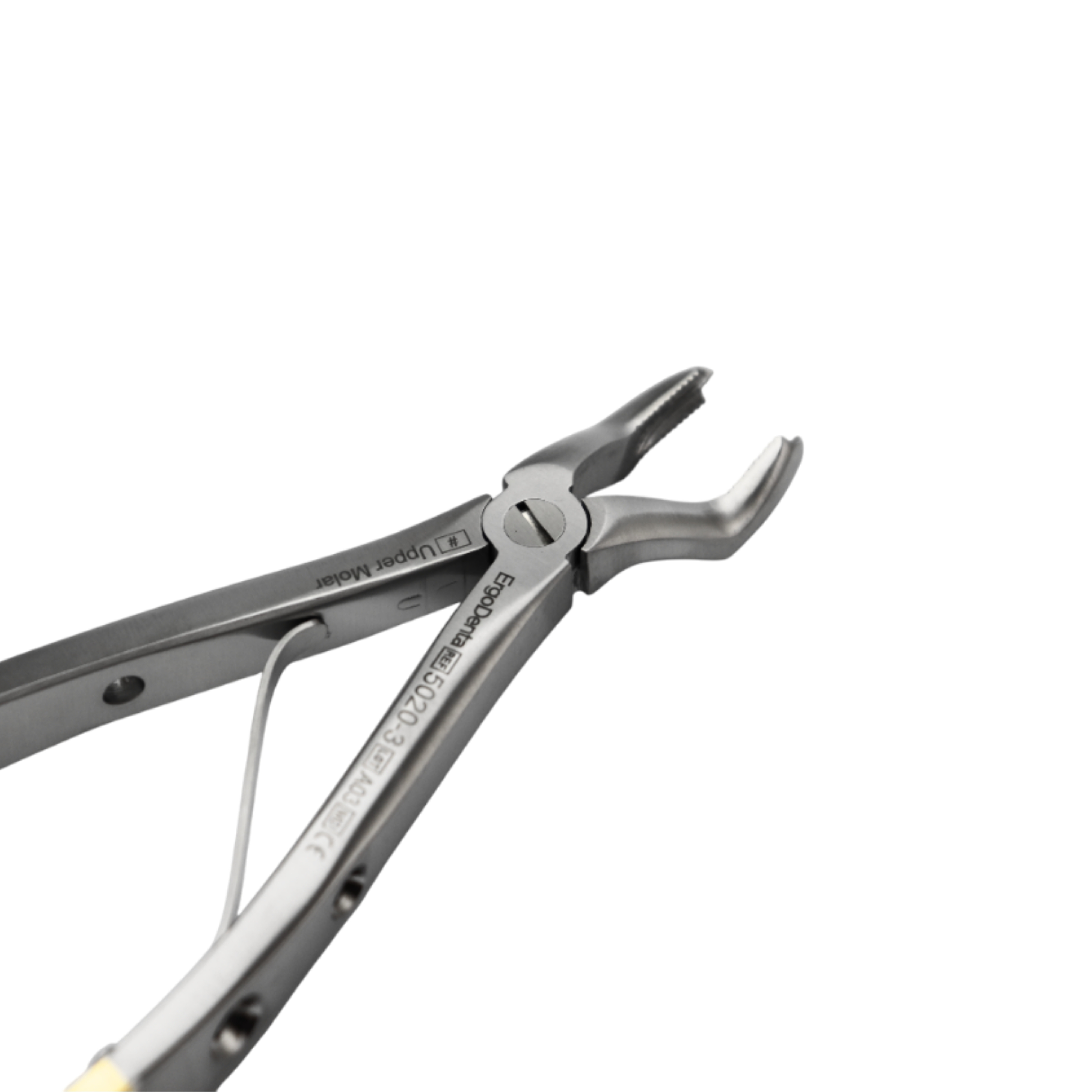 Fig. 3 Upper Molar - 3