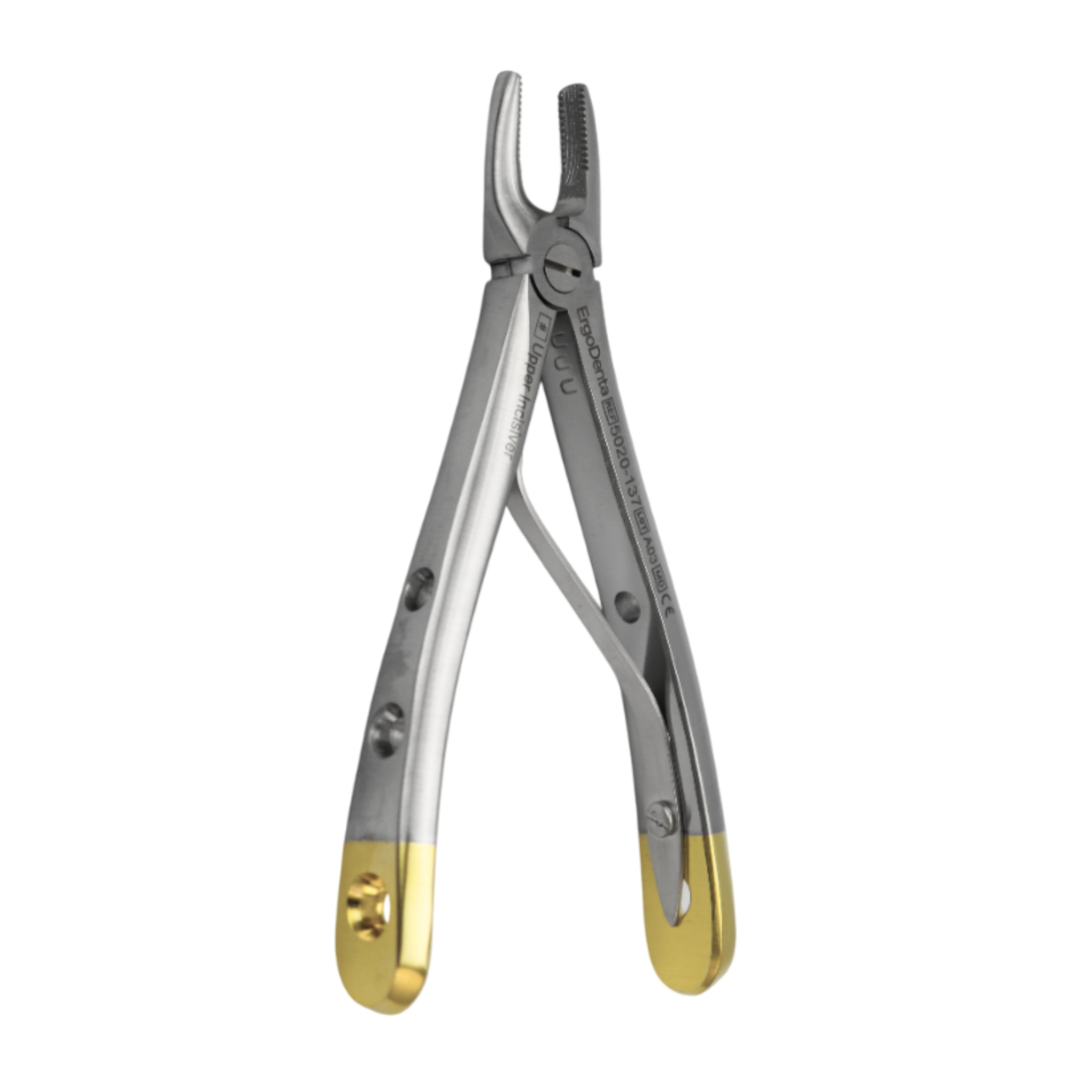 Fig. 137, Upper Incisor