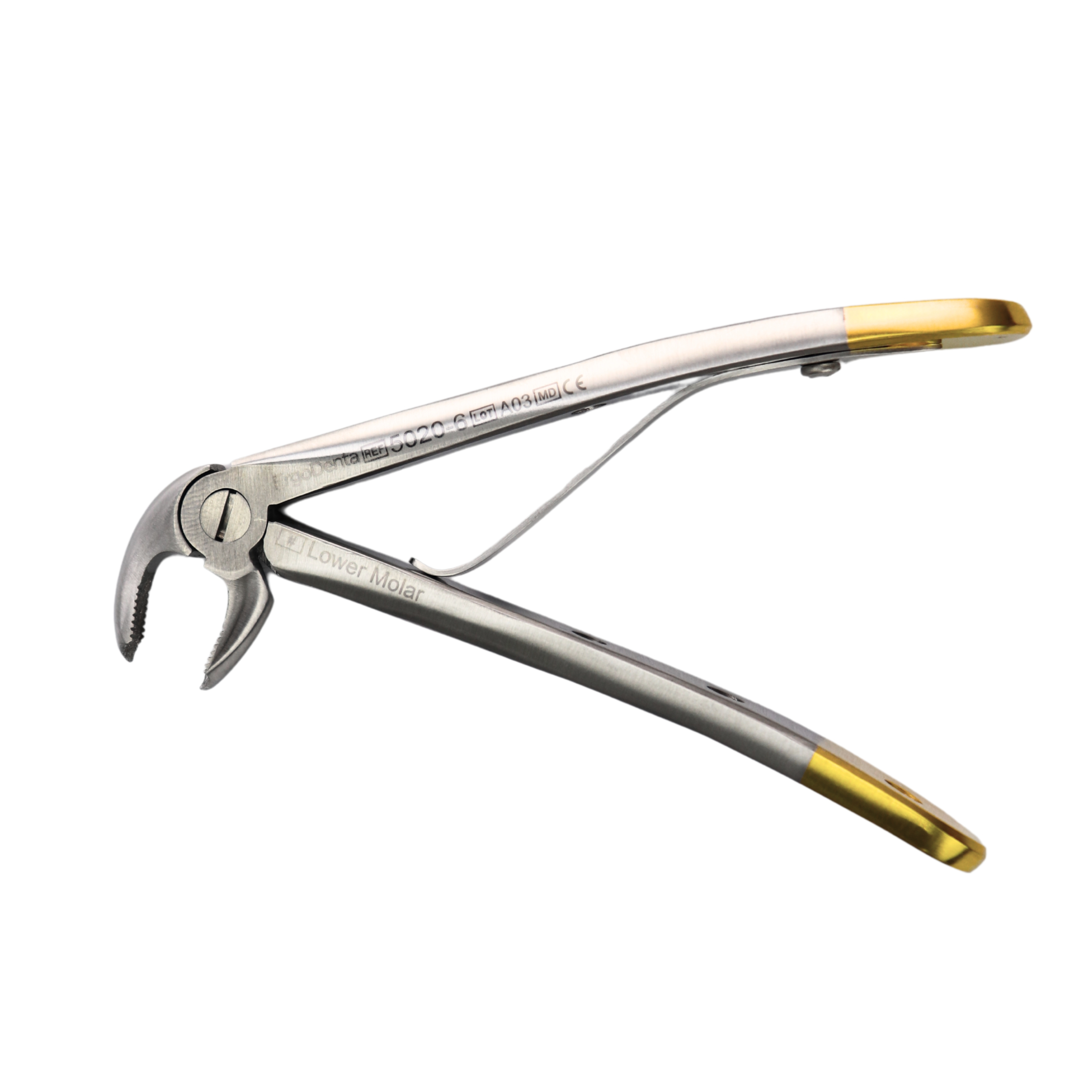 Fig. 6, Lower Molar - 2