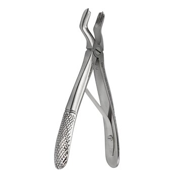 Fig. 3 Upper Molar