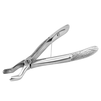 Fig. 3 Upper Molar