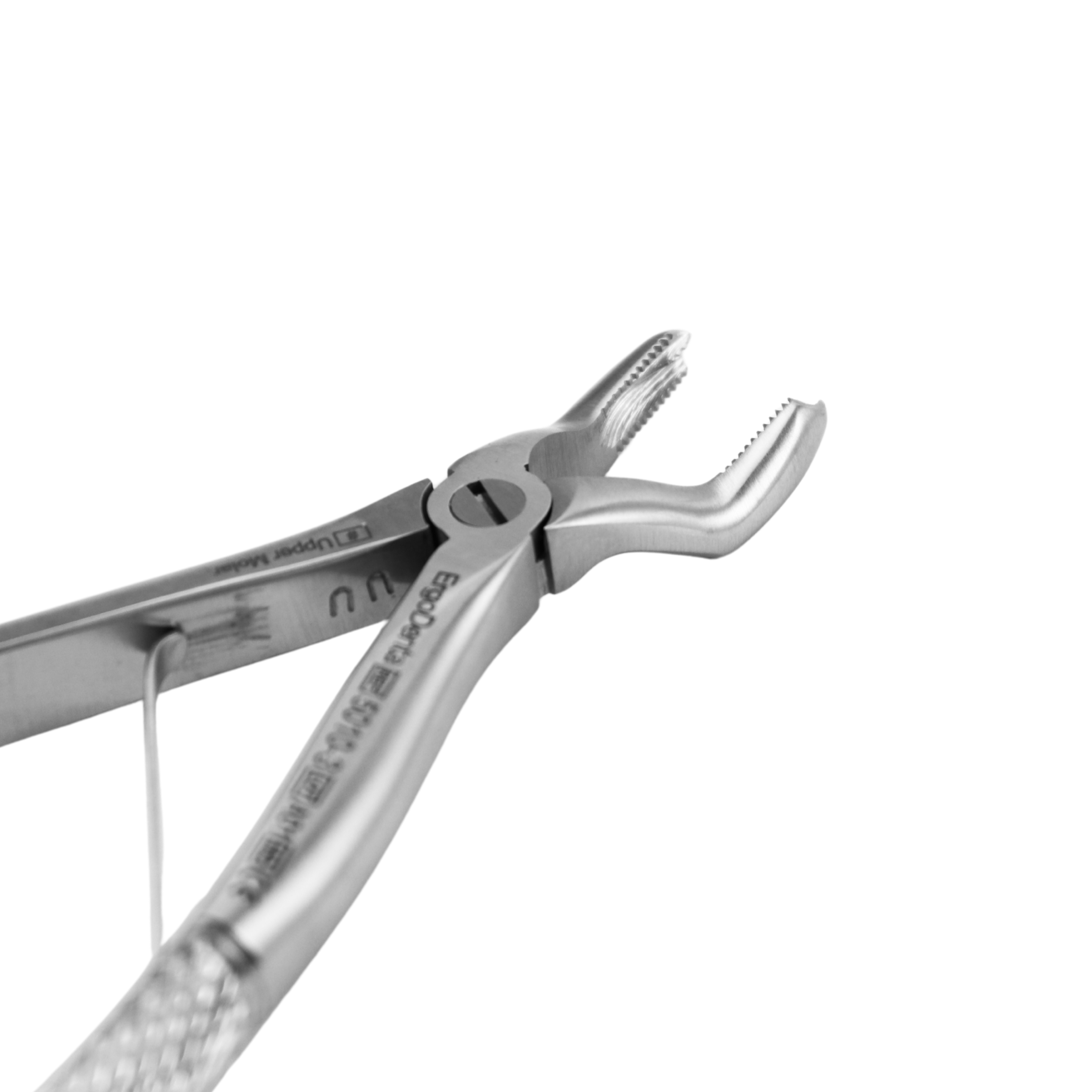 Fig. 3 Upper Molar - 3
