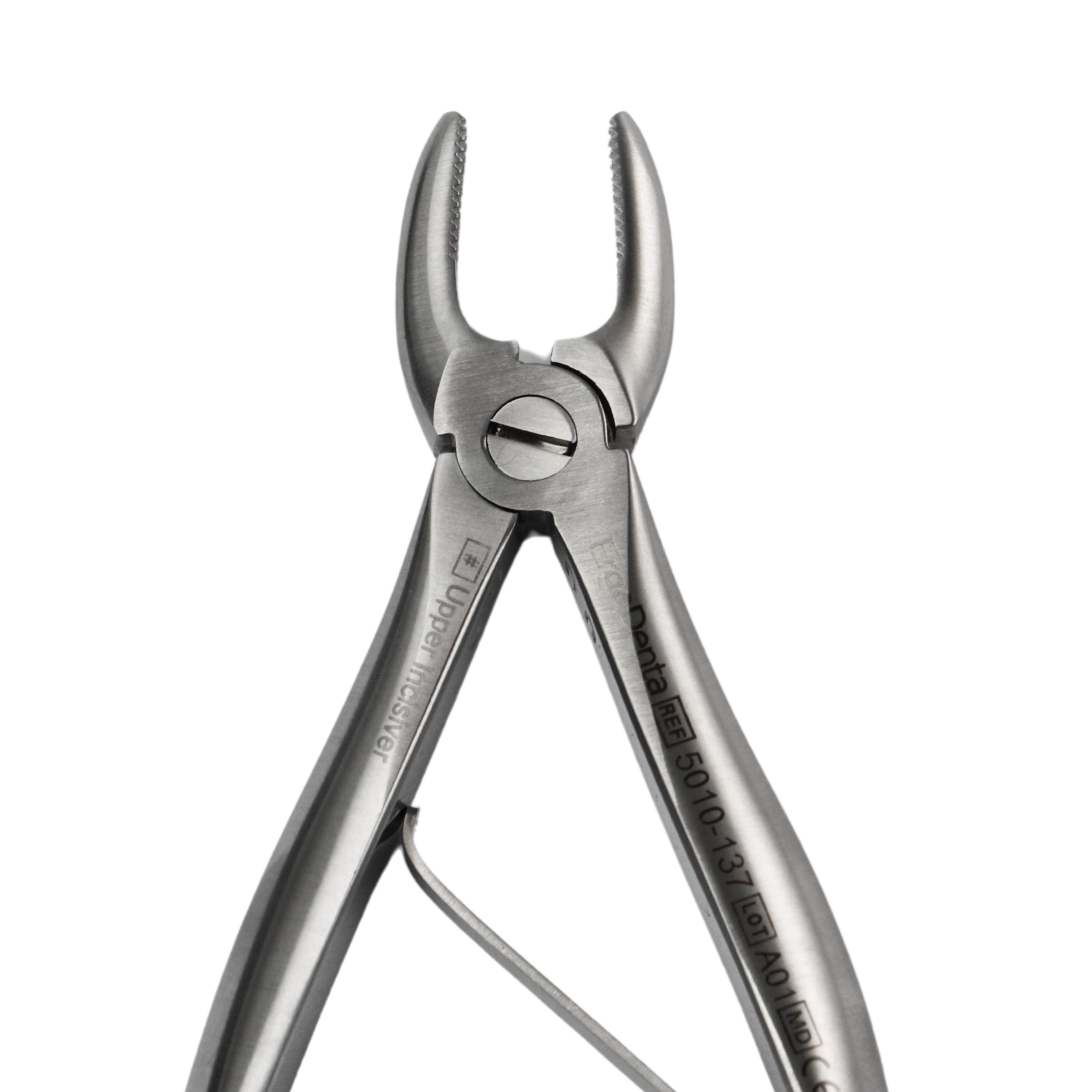 Fig. 137, Upper Incisor - 5