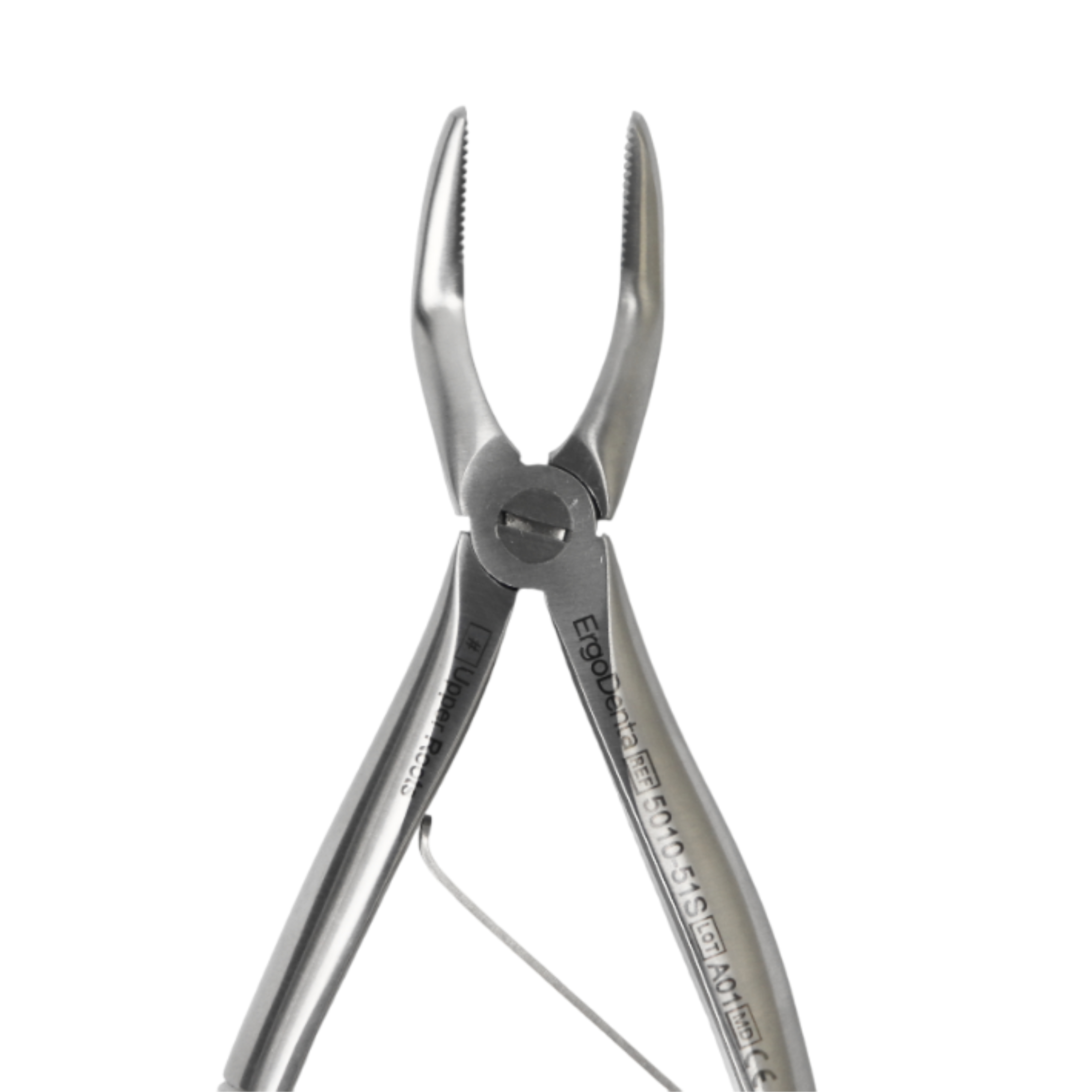 Fig. 51S, Upper Roots - 5