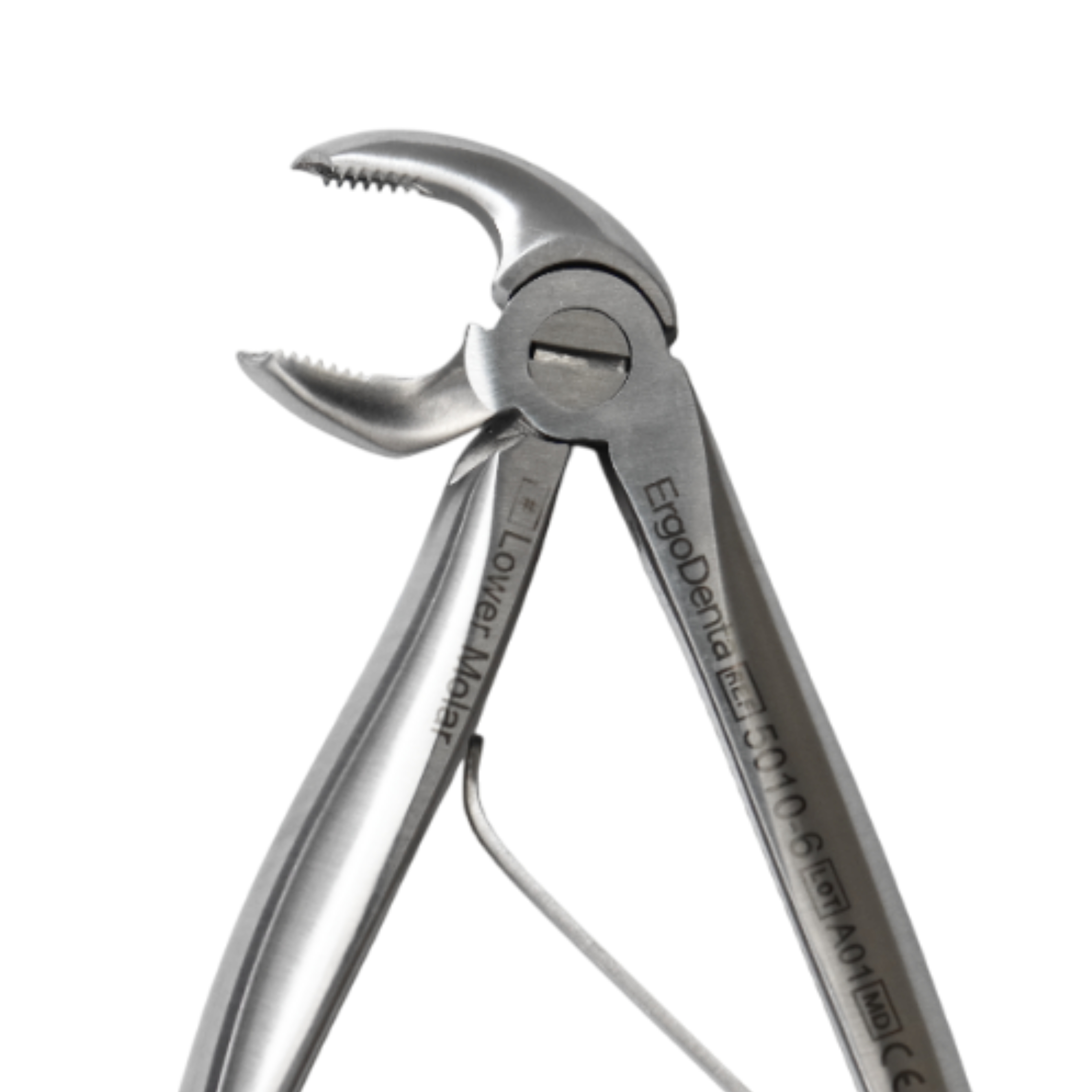Fig. 6, Lower Molar - 3