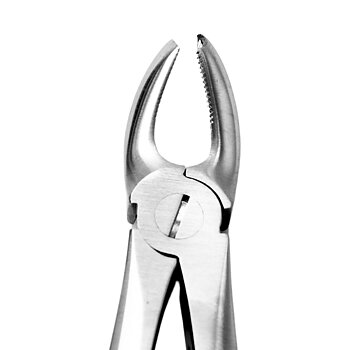 Fig. 17. Upper Molars, Right