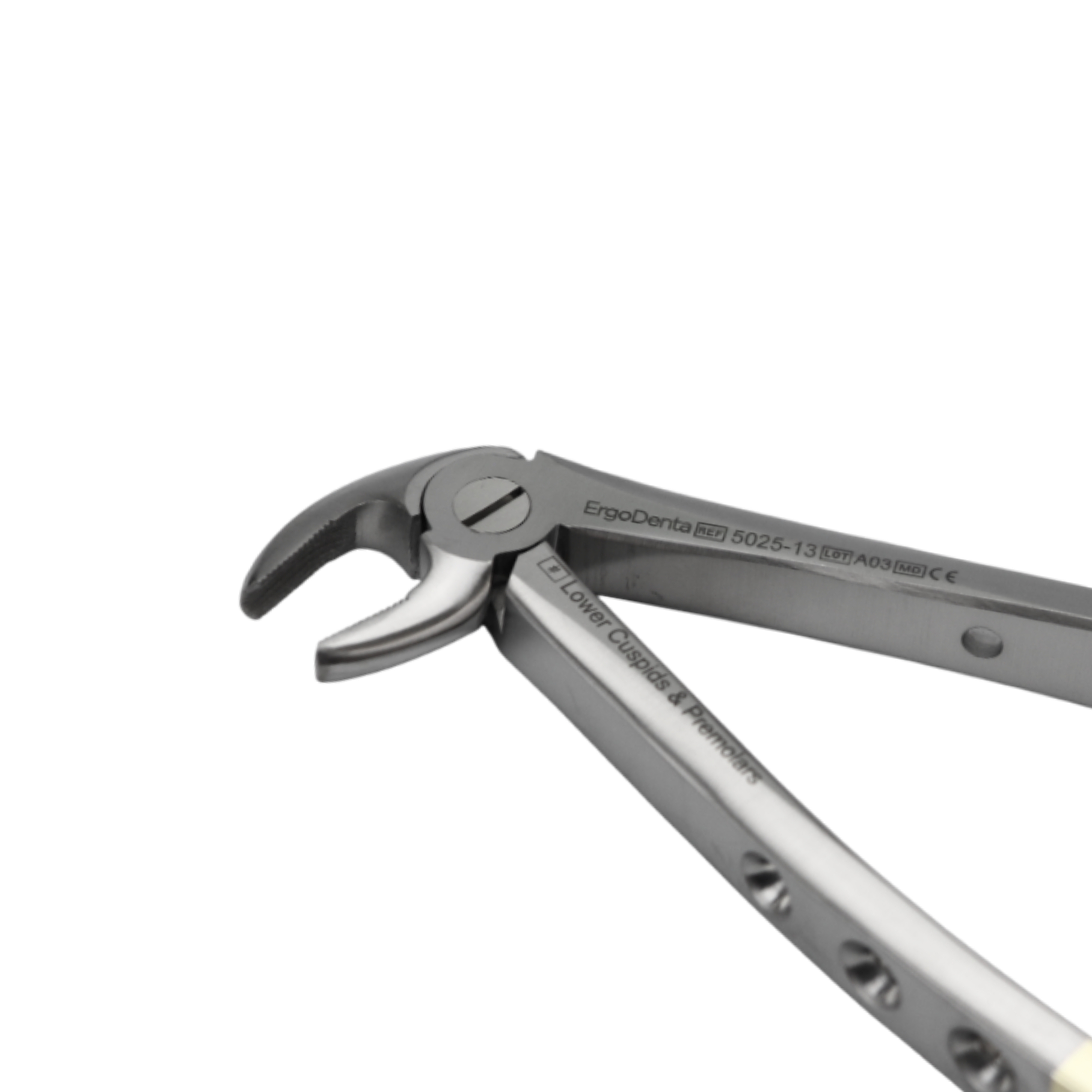 Fig. 13. Lower Cuspids And Premolars - 3