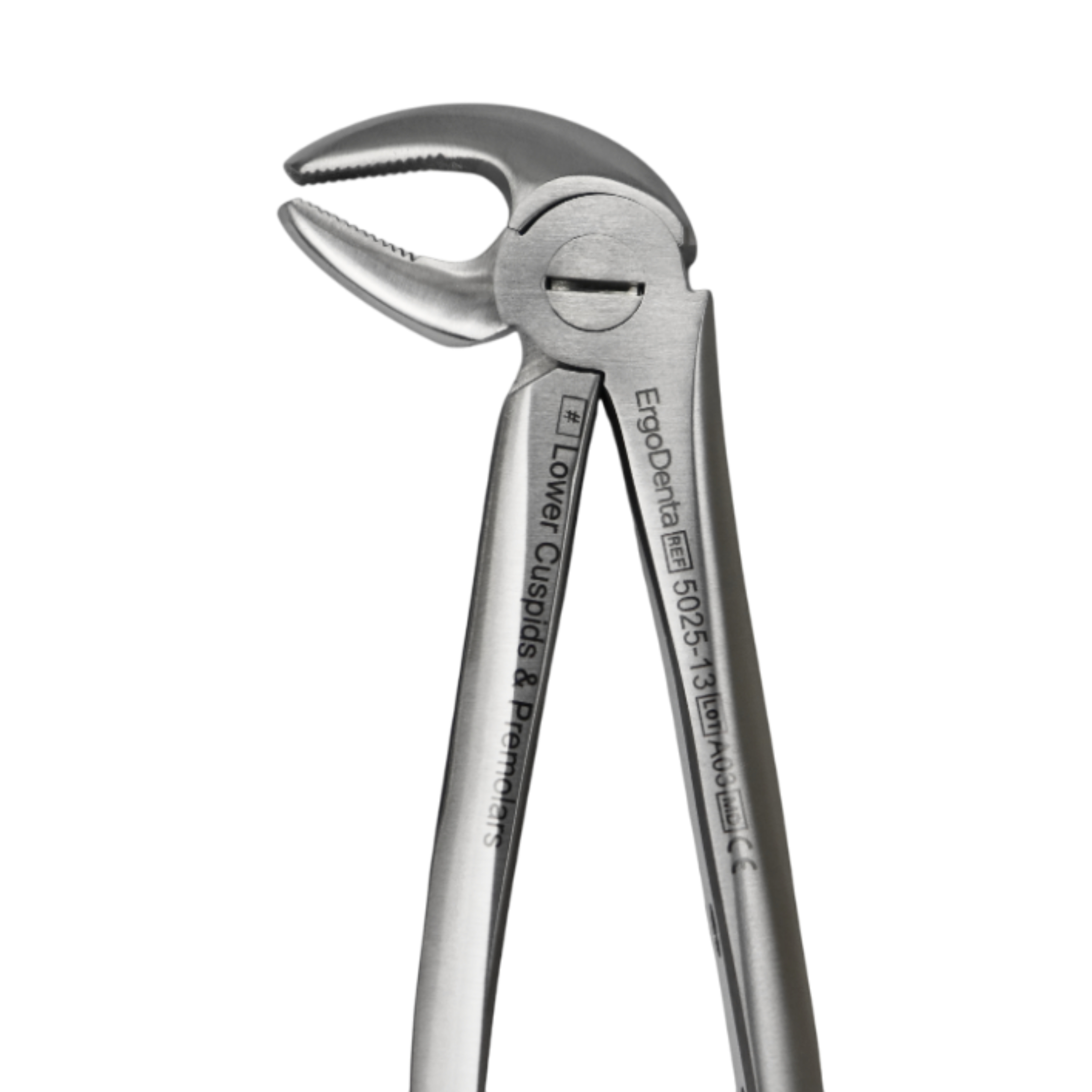Fig. 13. Lower Cuspids And Premolars - 4