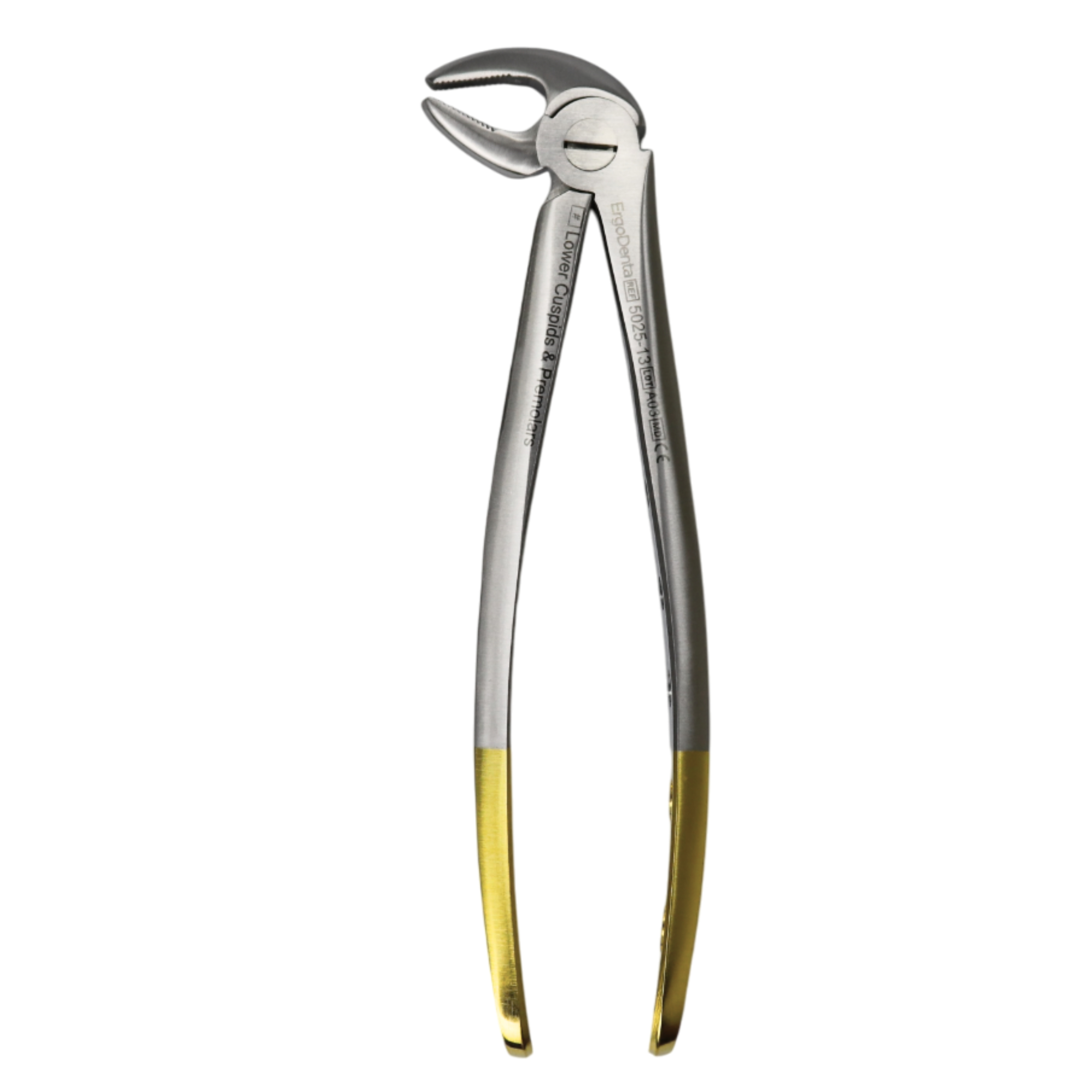 Fig. 13. Lower Cuspids And Premolars