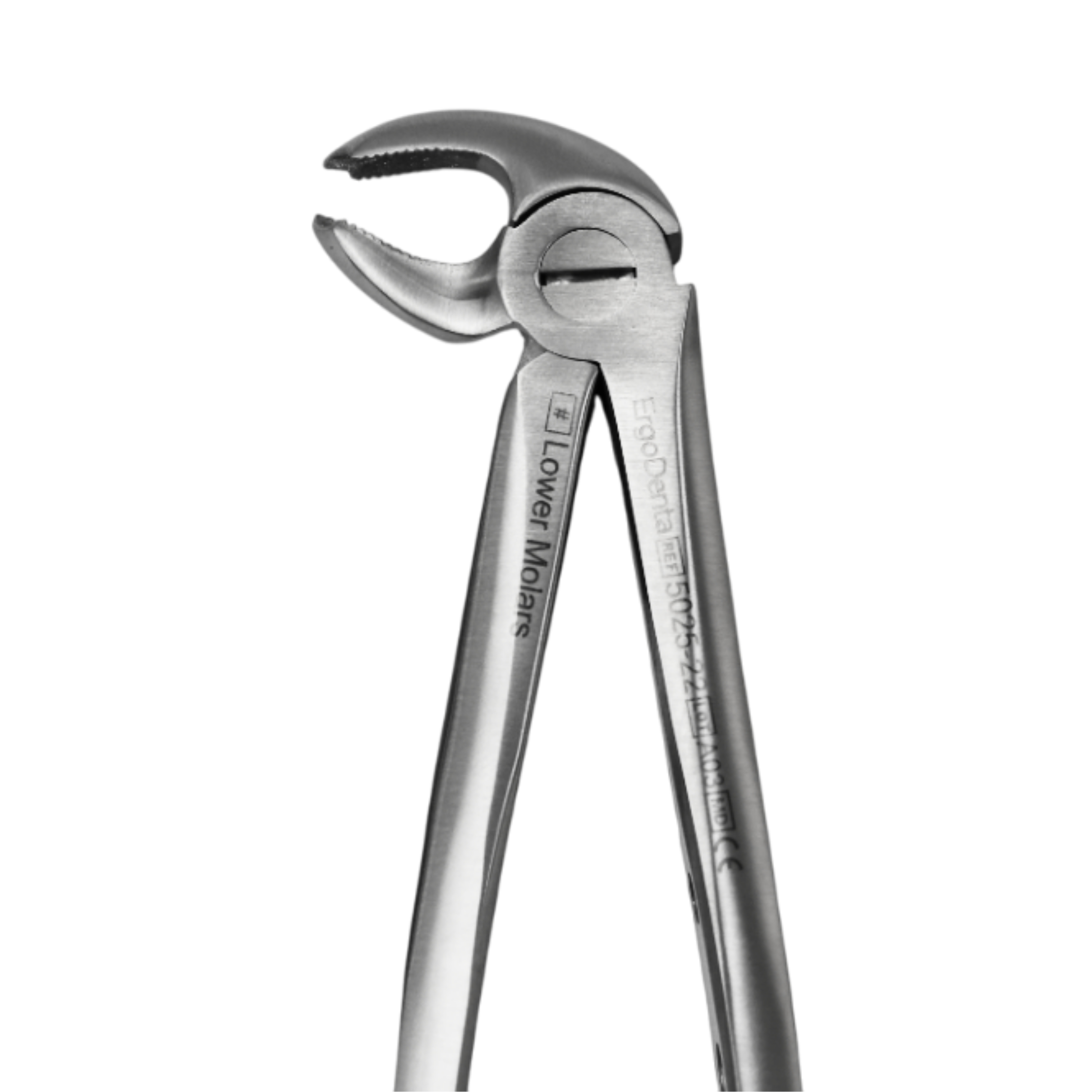 Fig. 22. Lower Molars - 4
