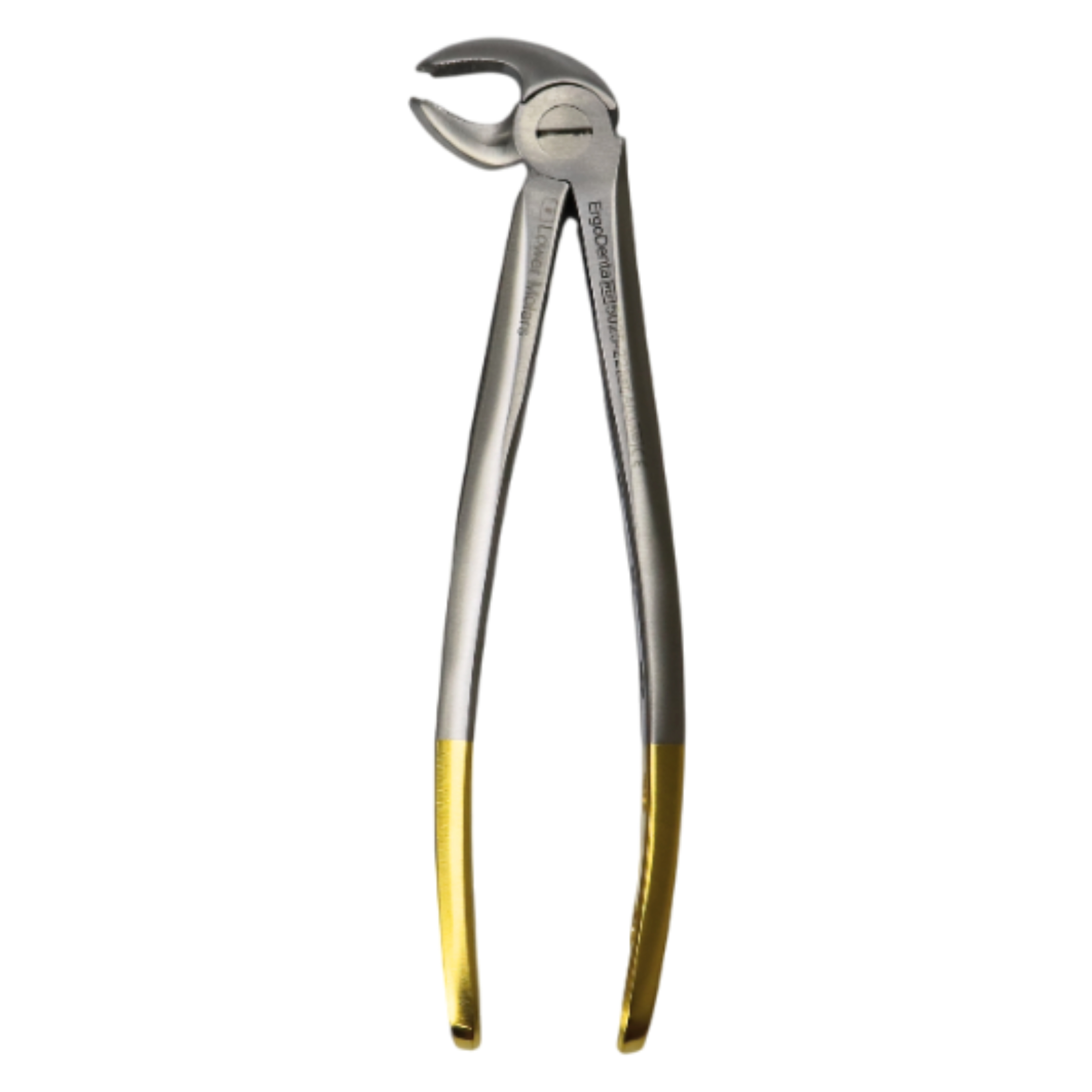 Fig. 22. Lower Molars