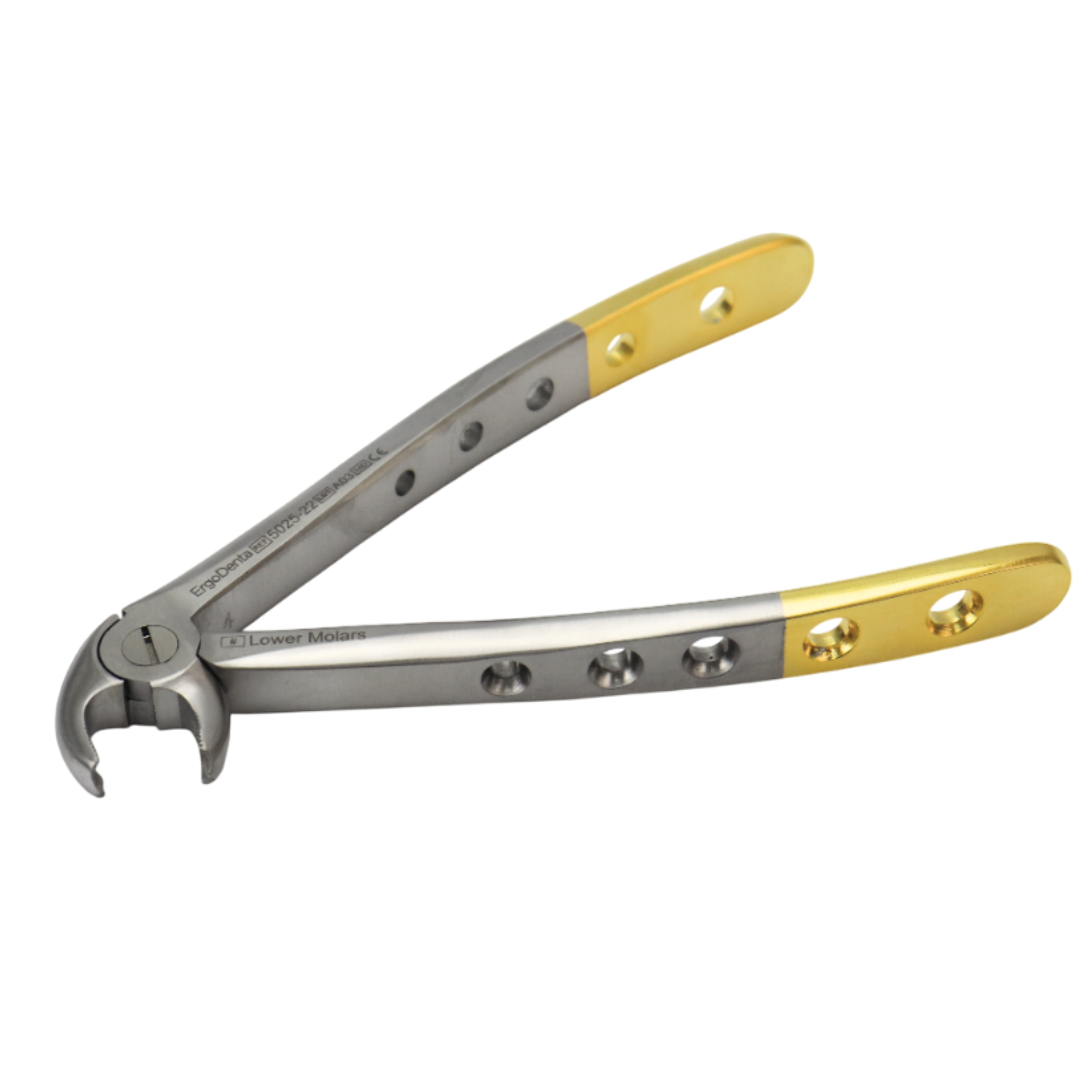 Fig. 22. Lower Molars - 3