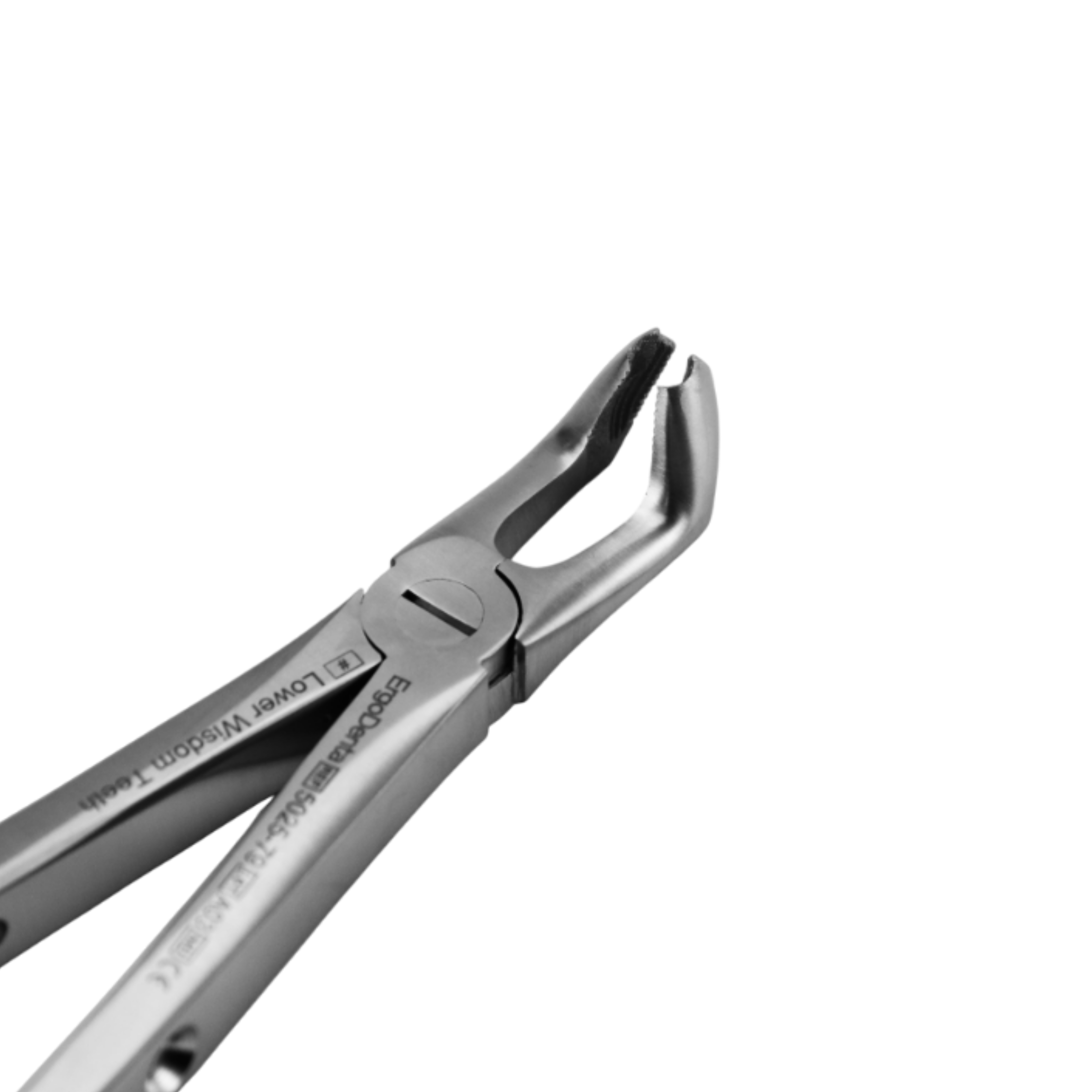 Fig. 79. Lower Wisdom Teeths - 2