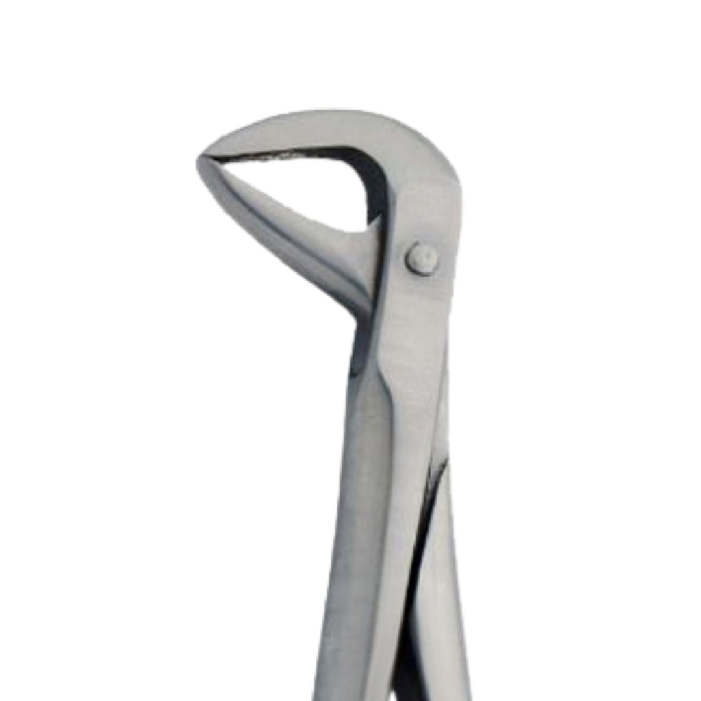 Fig. 86. Lower Molars