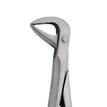 Fig. 86. Lower Molars