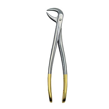 Fig. 86B. Lower Molars