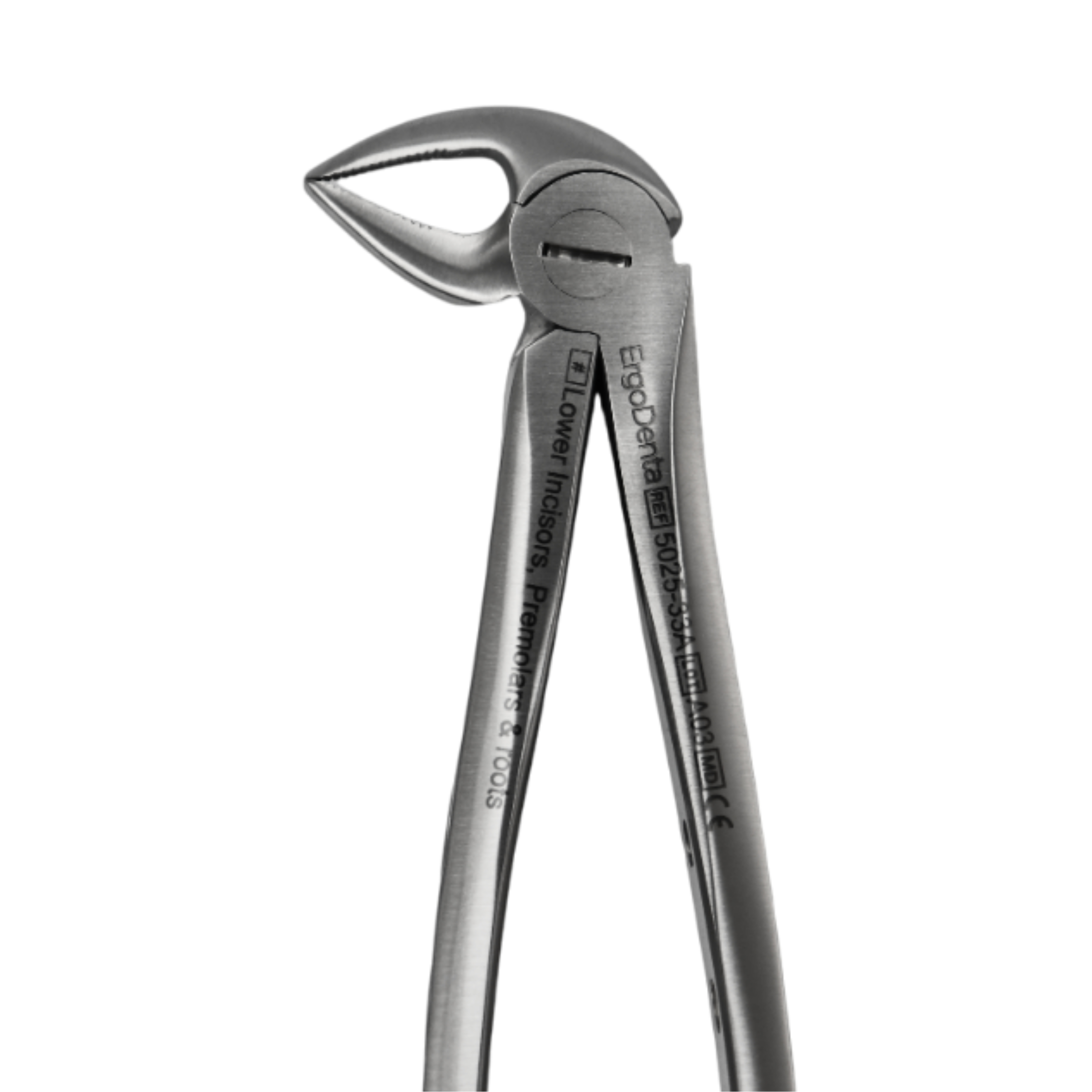 Fig. 33A. Lower Incisors, Premolars And Roots - 3