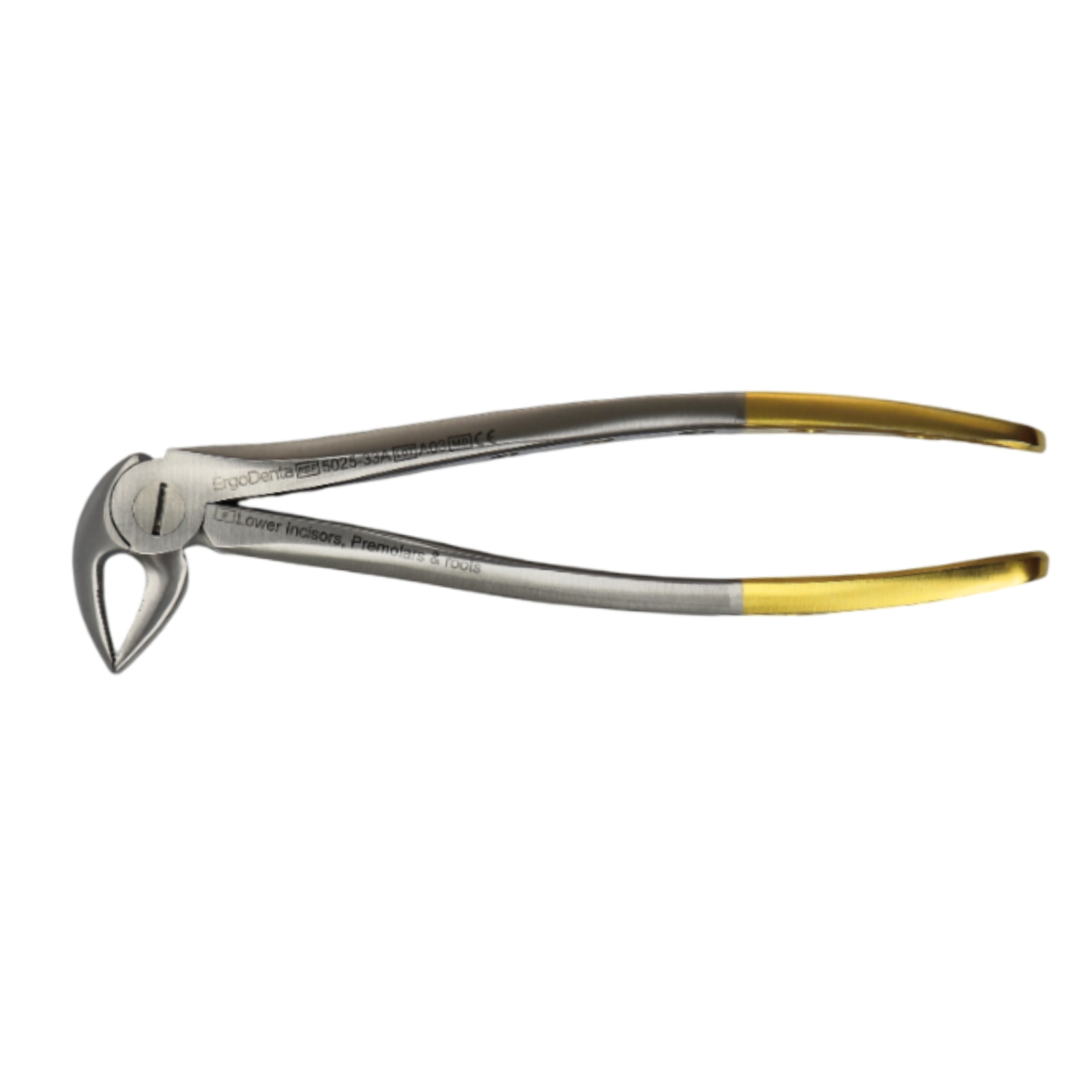 Fig. 33A. Lower Incisors, Premolars And Roots - 2