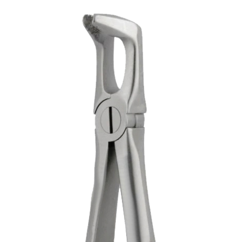 Lower Molar