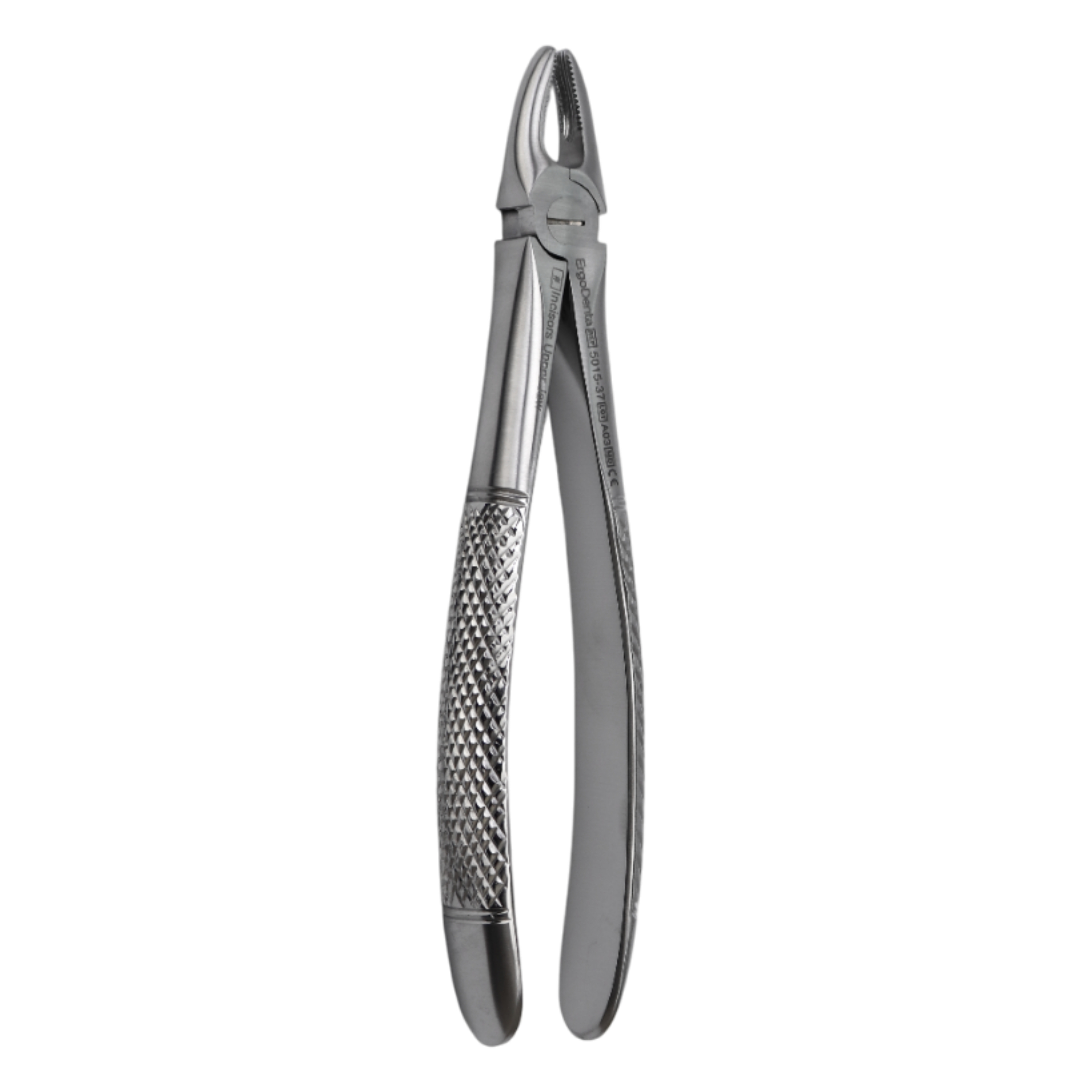 Fig. 37 Incisors, Upper Jaw