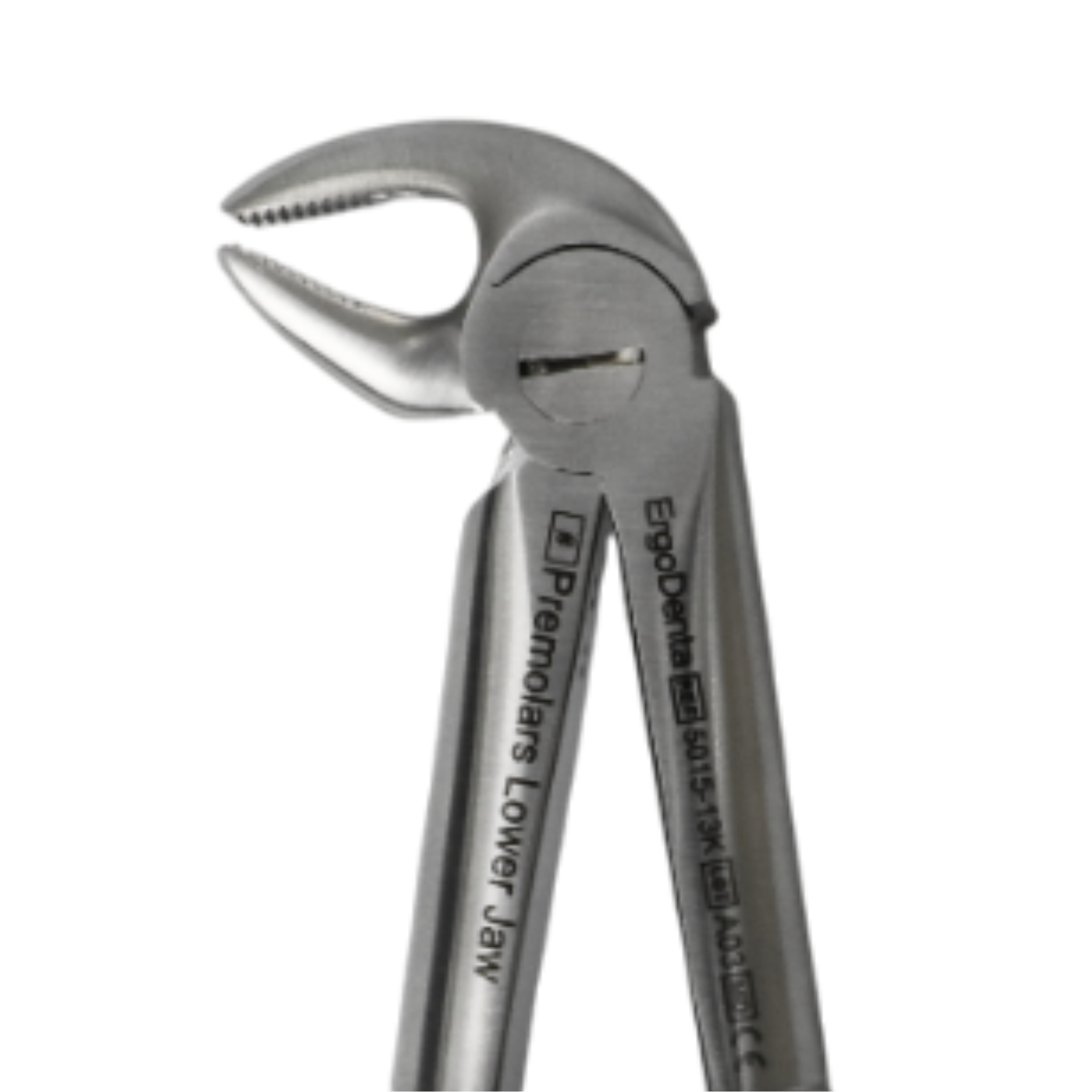 Fig. 13K Premolars, Lower Jaw - 3