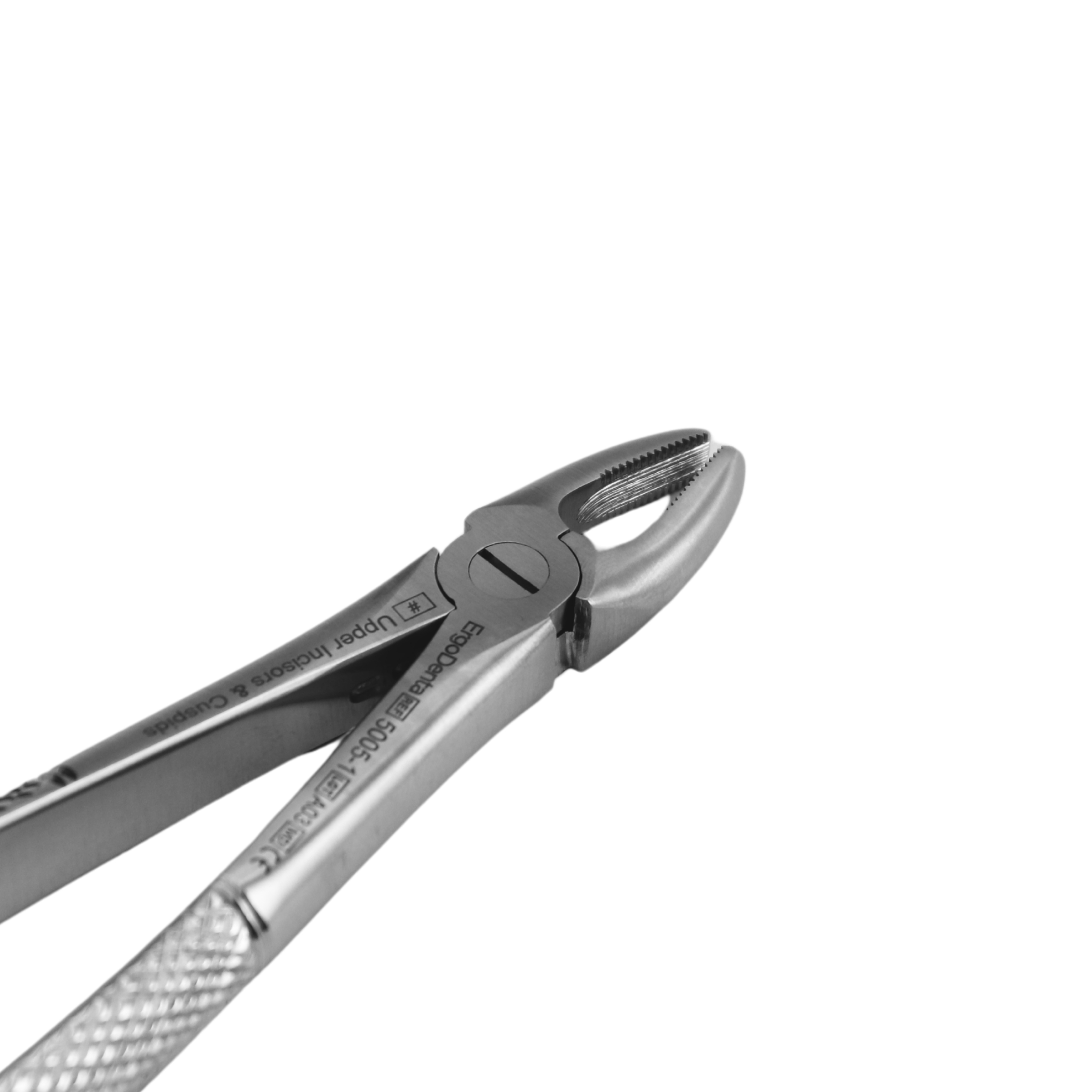 Fig. 1. Upper Incisors And Molars - 2